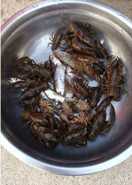 蝲蛄虾，虾蛄品种图片