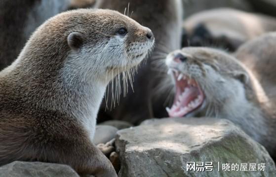 水濑和水獭读音，水獭和水獭怎么读