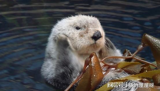 水濑和水獭读音，水獭和水獭怎么读