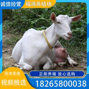 莎能奶山羊，莎能奶山羊图片