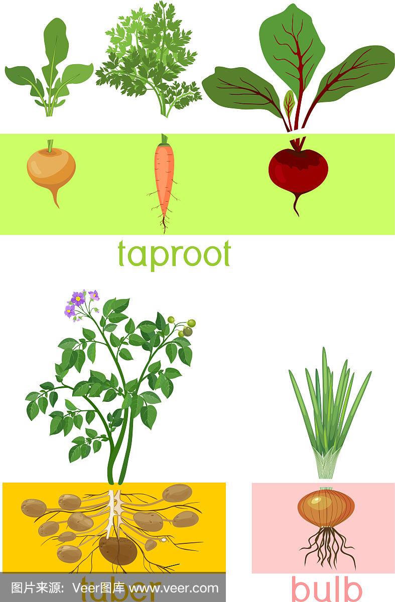 根茎类蔬菜大全图，北方根茎类蔬菜大全图