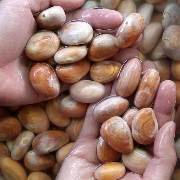 菠萝蜜种子，菠萝蜜种子能吃吗