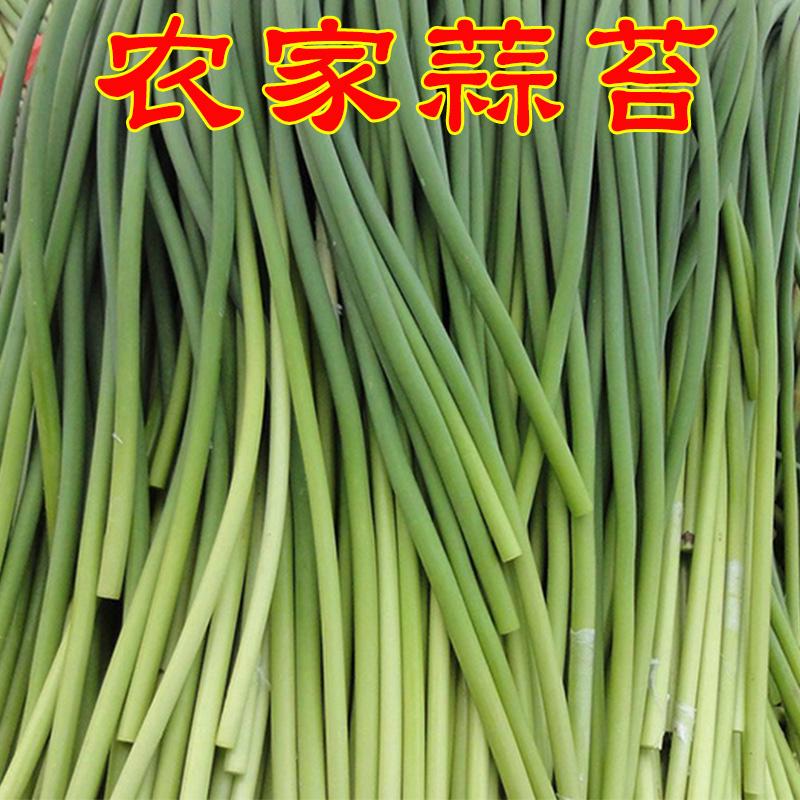 蒜苔价格，2022年12月蒜苔价格