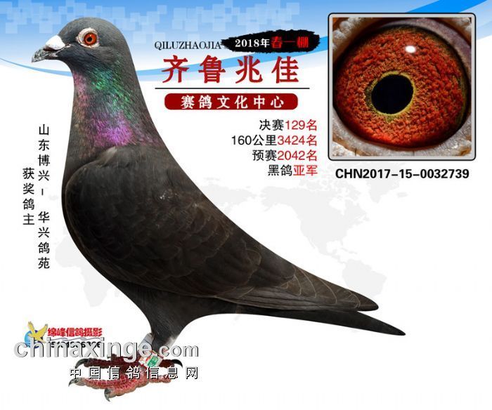 鸽组词语，鸽组词语加拼音