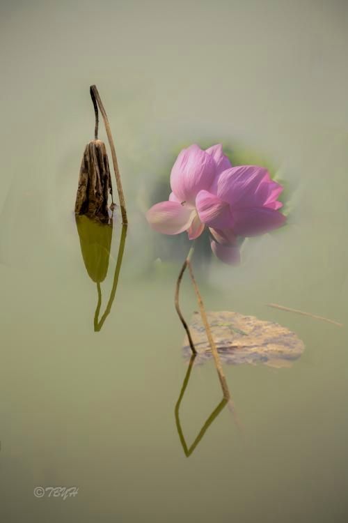 凋谢的花图片，适合发朋友圈的花束图片