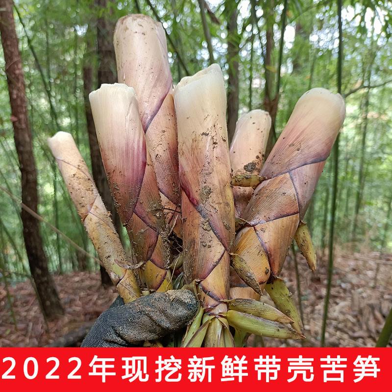 苦竹笋，苦竹图片