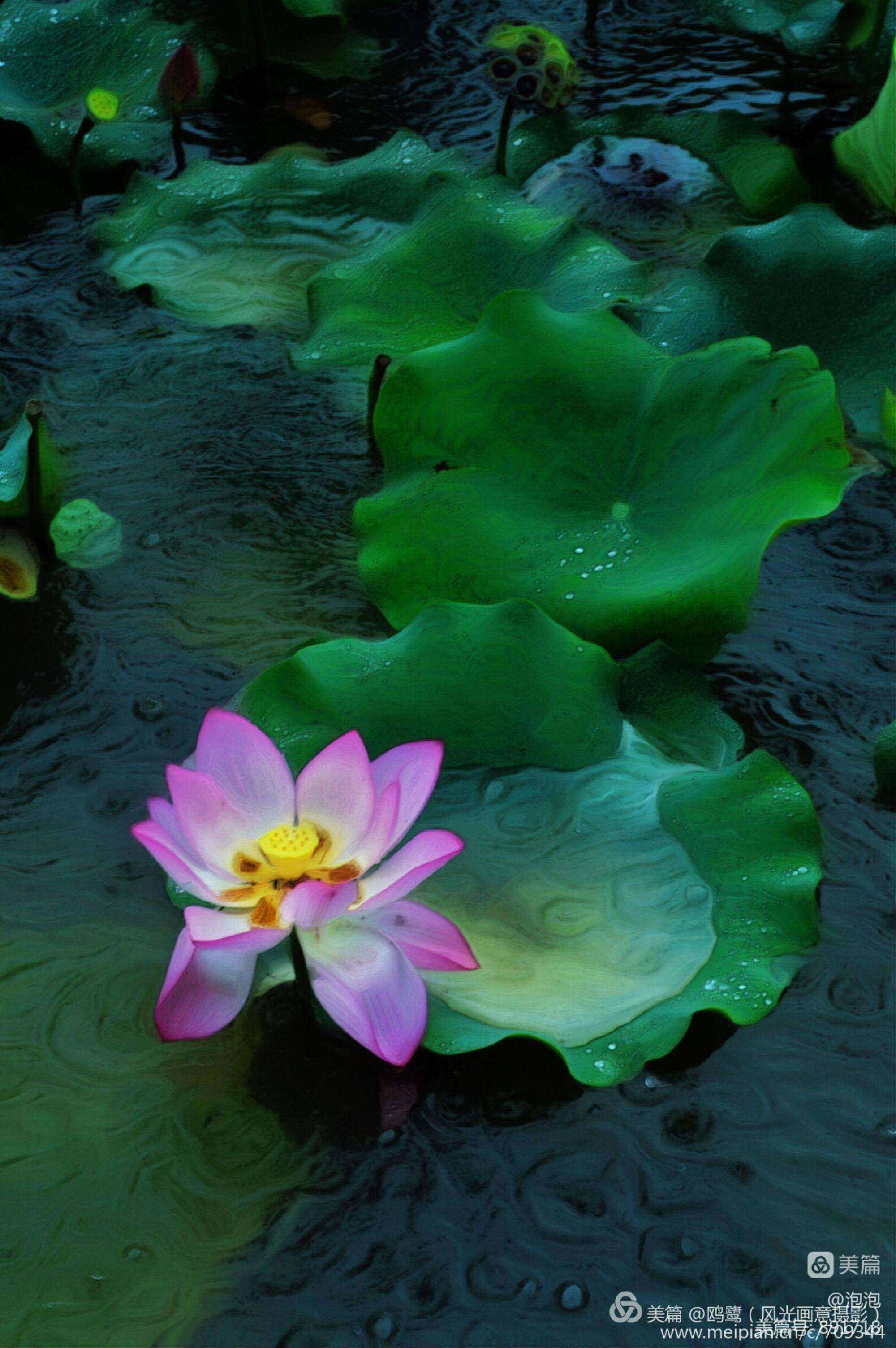 又得浮生一日凉，殷勤昨夜三更雨,又得浮生一日凉