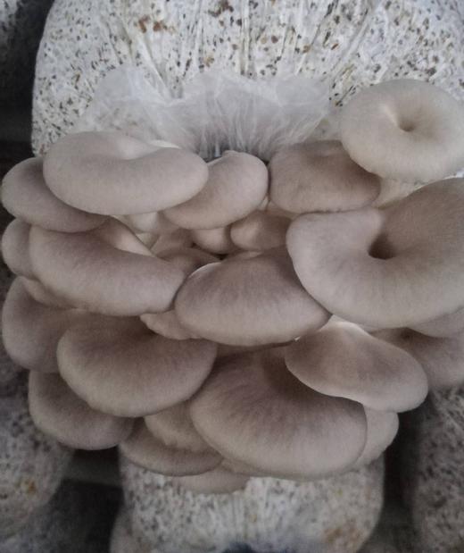 秀珍菇图片，秀珍菇的功效与作用