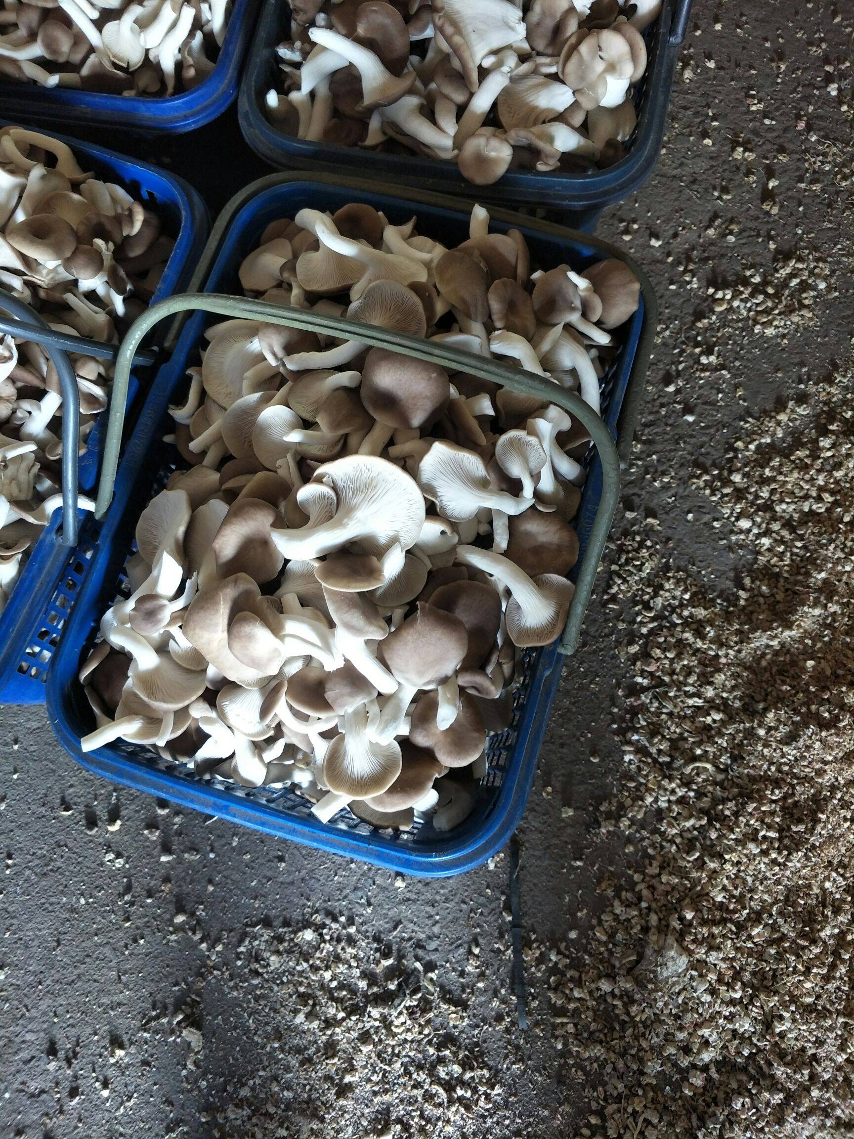 秀珍菇图片，秀珍菇的功效与作用