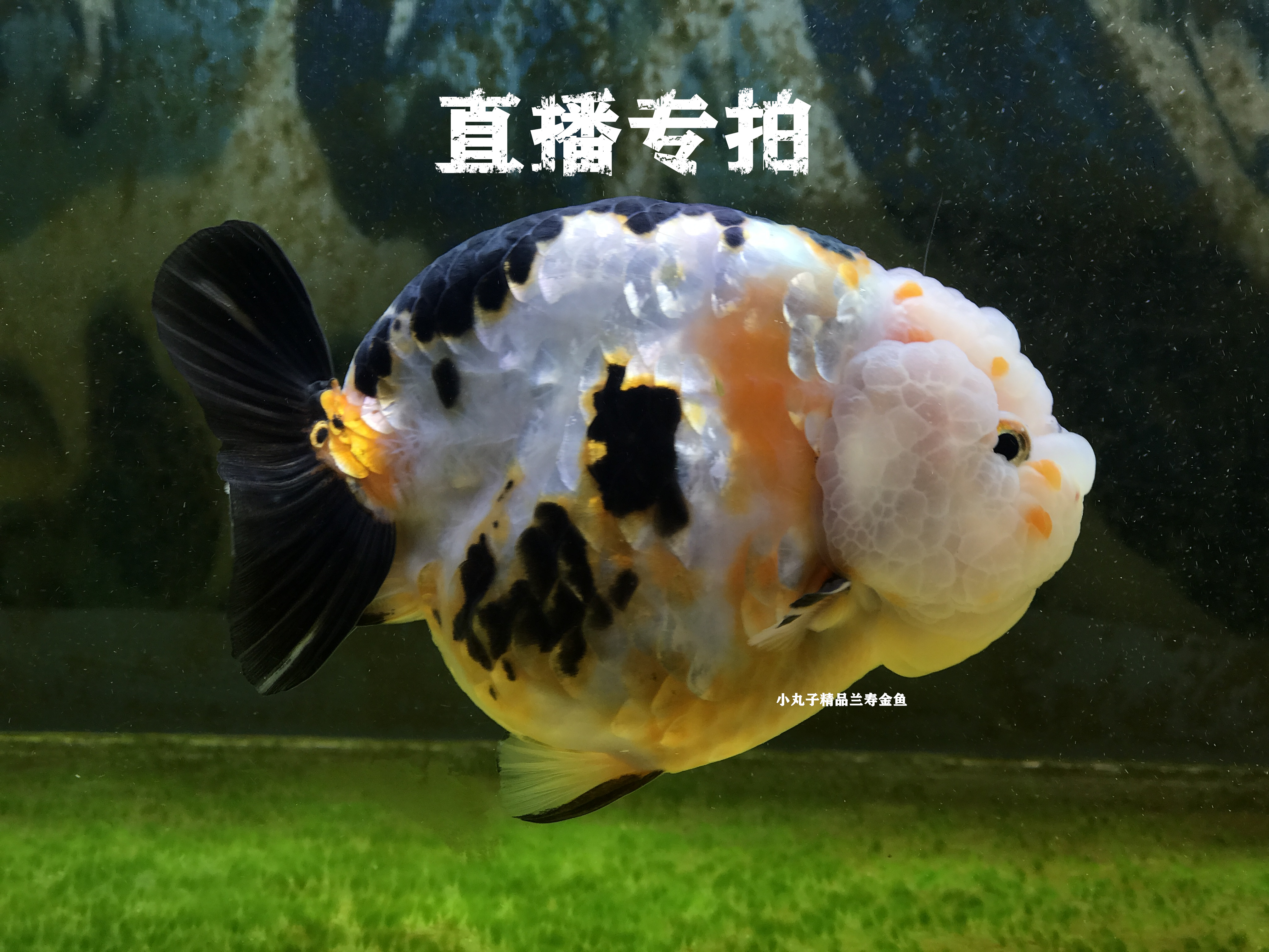 兰寿金鱼价格，兰寿金鱼价格及图片