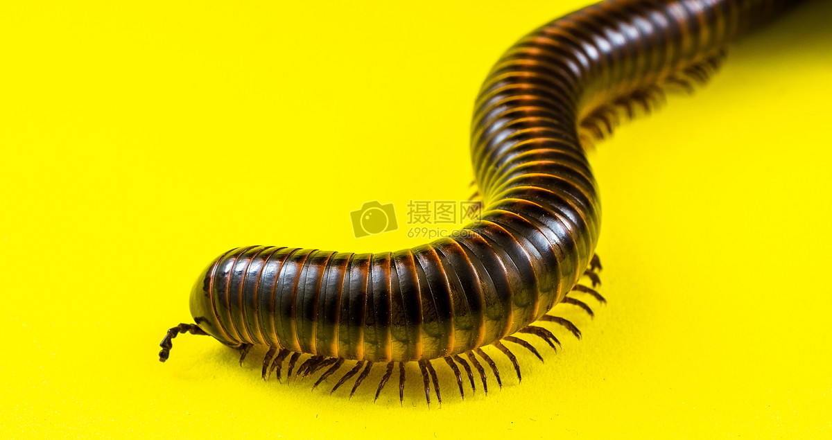 百足虫图片，黑色细长的虫子像蜈蚣