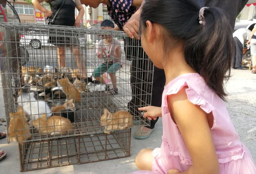买小狗5元一只，茶杯犬图片恶心死人