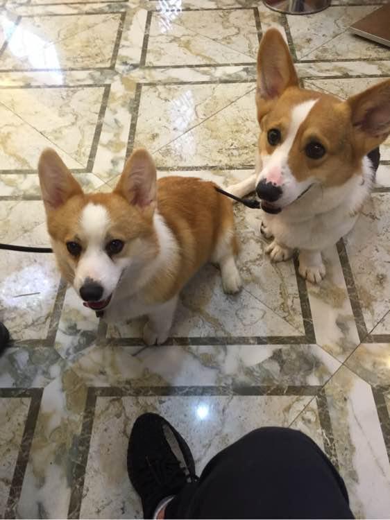买小狗5元一只，茶杯犬图片恶心死人