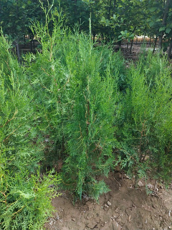 侧柏树，侧柏树种植风水禁忌