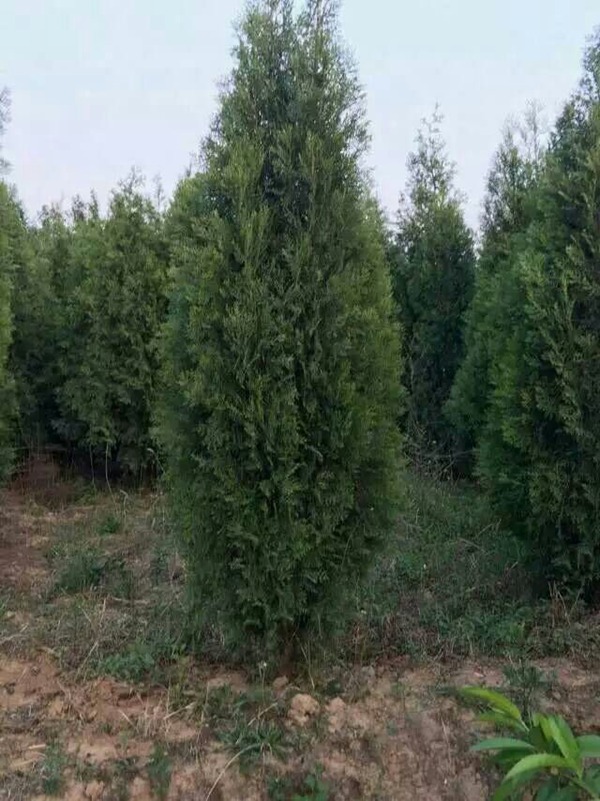 侧柏树，侧柏树种植风水禁忌