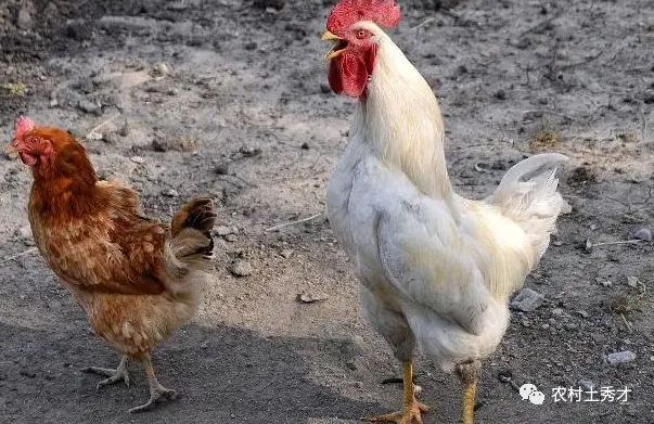 母鸡什么意思，江西话母鸡什么意思