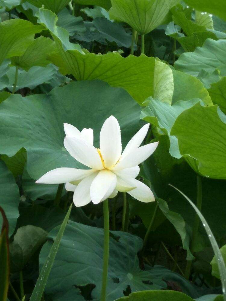 洁身自好，洁身自好为啥会hpv感染