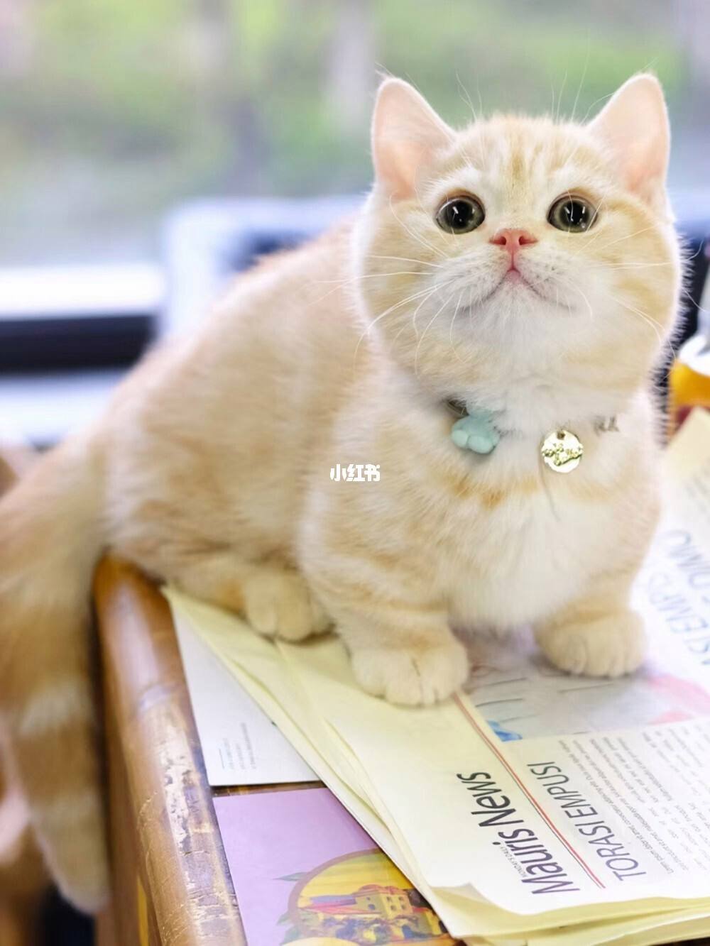 曼赤肯猫，宠物猫的品种图片
