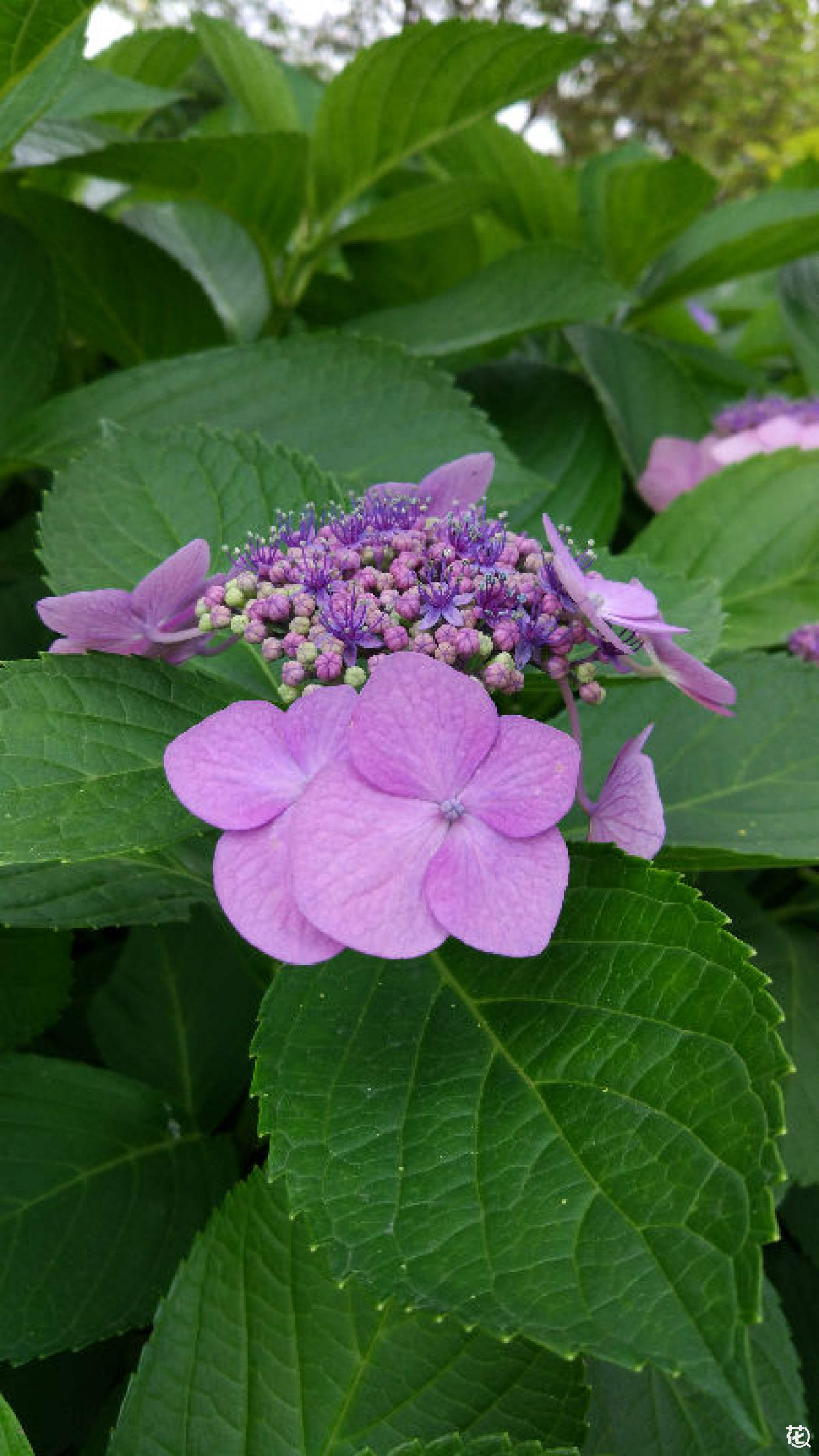 两个字的花名，冷门好听的花名及花语