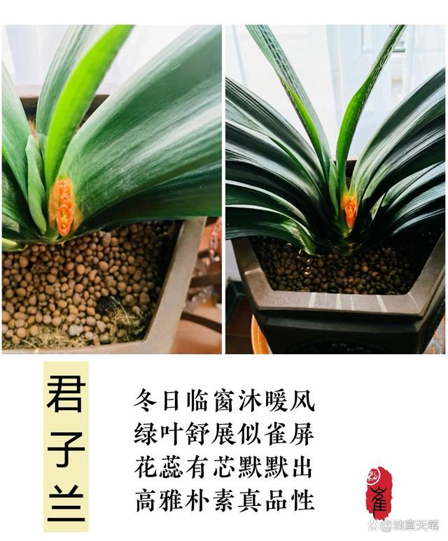 君子兰的诗句，赞美君子兰的诗句