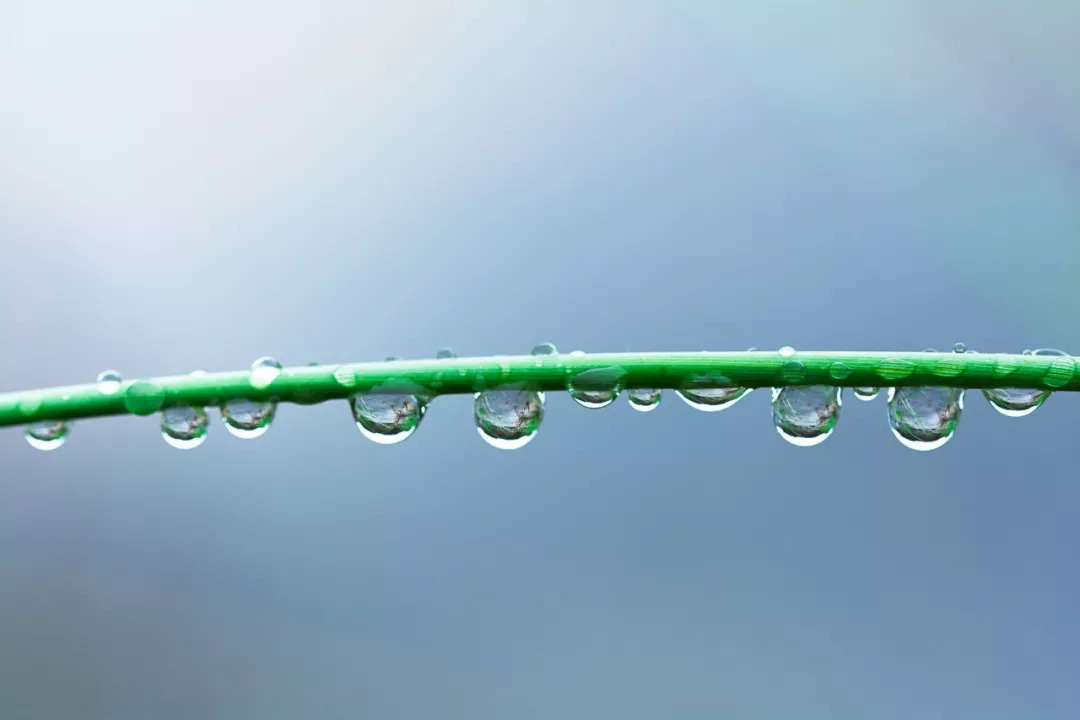咏露珠古诗，咏露珠古诗的意思视频