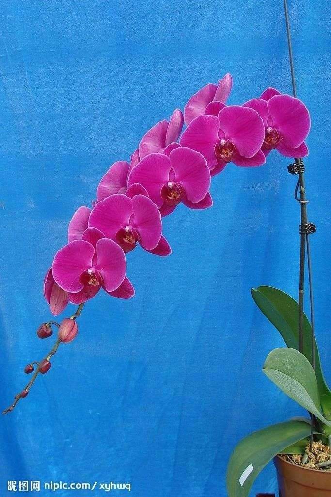 世界上最好看的花，世界上最好看的花图片