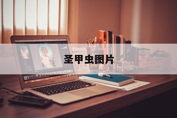 圣甲虫图片，圣甲虫图片大全