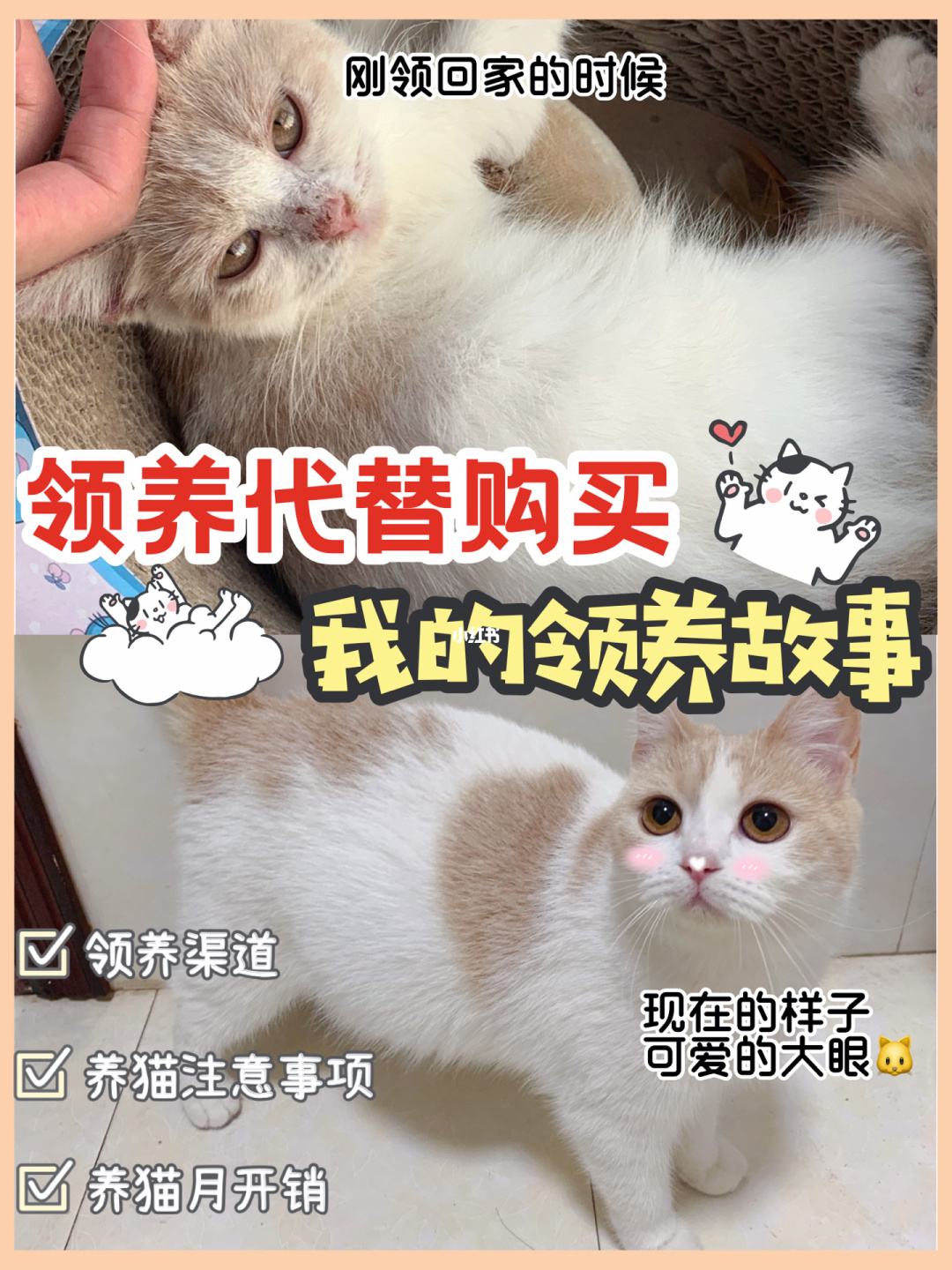 100万一只的区块链养猫，区块链养宠物卖不出去怎么办